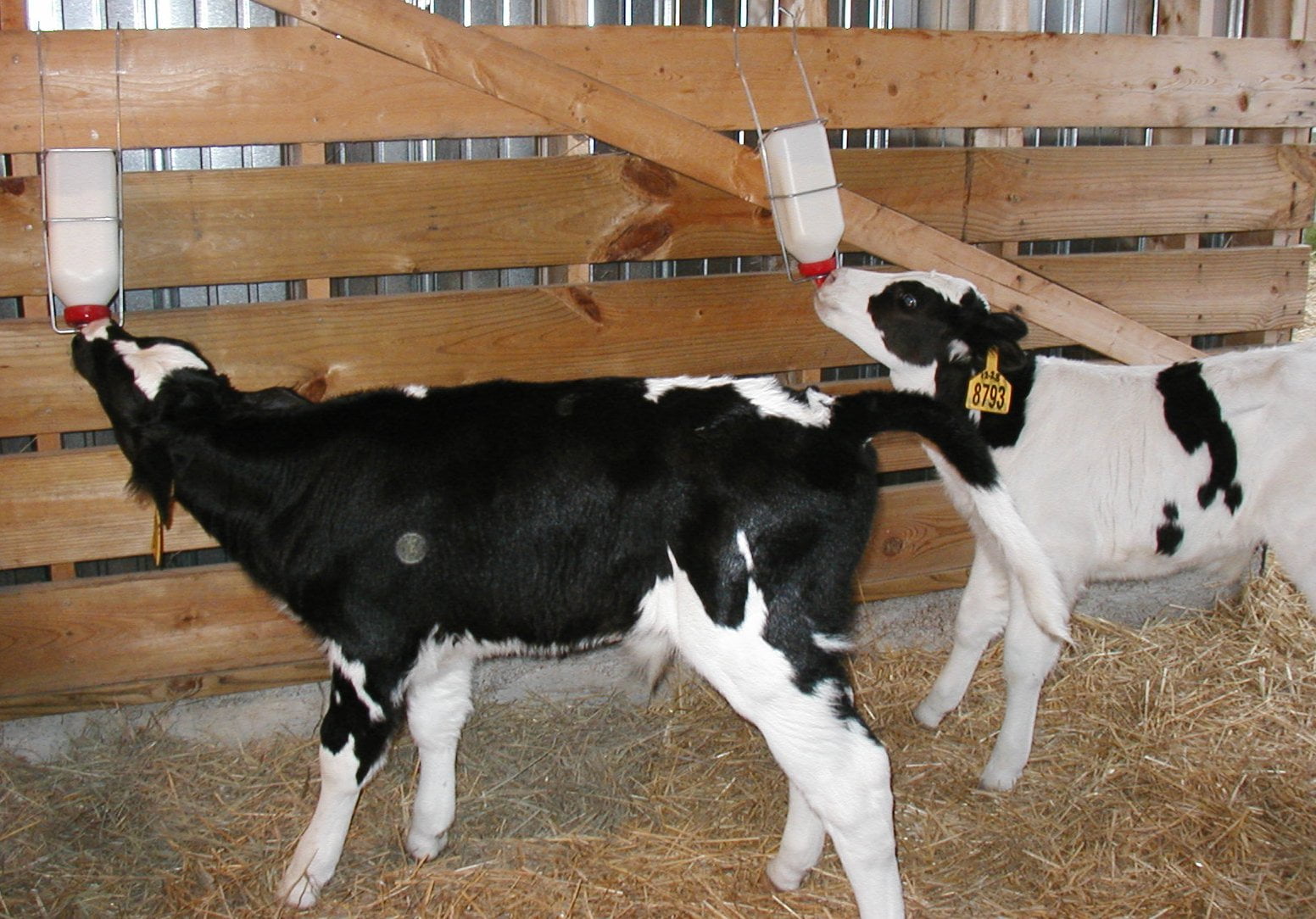 Dairy Feed & Nutrition