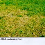 Chinch_Bug1