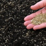 Sowing Lawn seed
