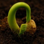 seed-sprout