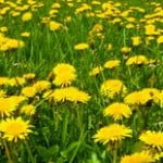 Dandelions in full bloom