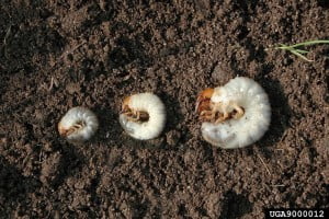 European Chafer Beetle larvae