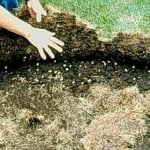 Grub Infestation under sod