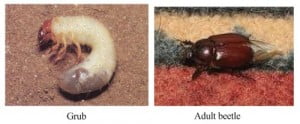 Pond Care & Aquatic Weed Control Guide pages 12 & 1 final