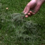 Leaving Grass Clipping on Lawn