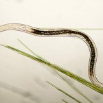 Microscopic Nematodes