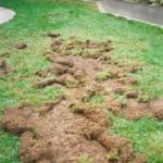 Raccoon damage to lawn from grub infestation