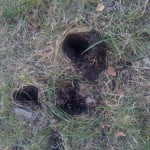 Skunk damage to lawn from grub infestation
