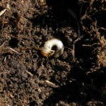 White Grub