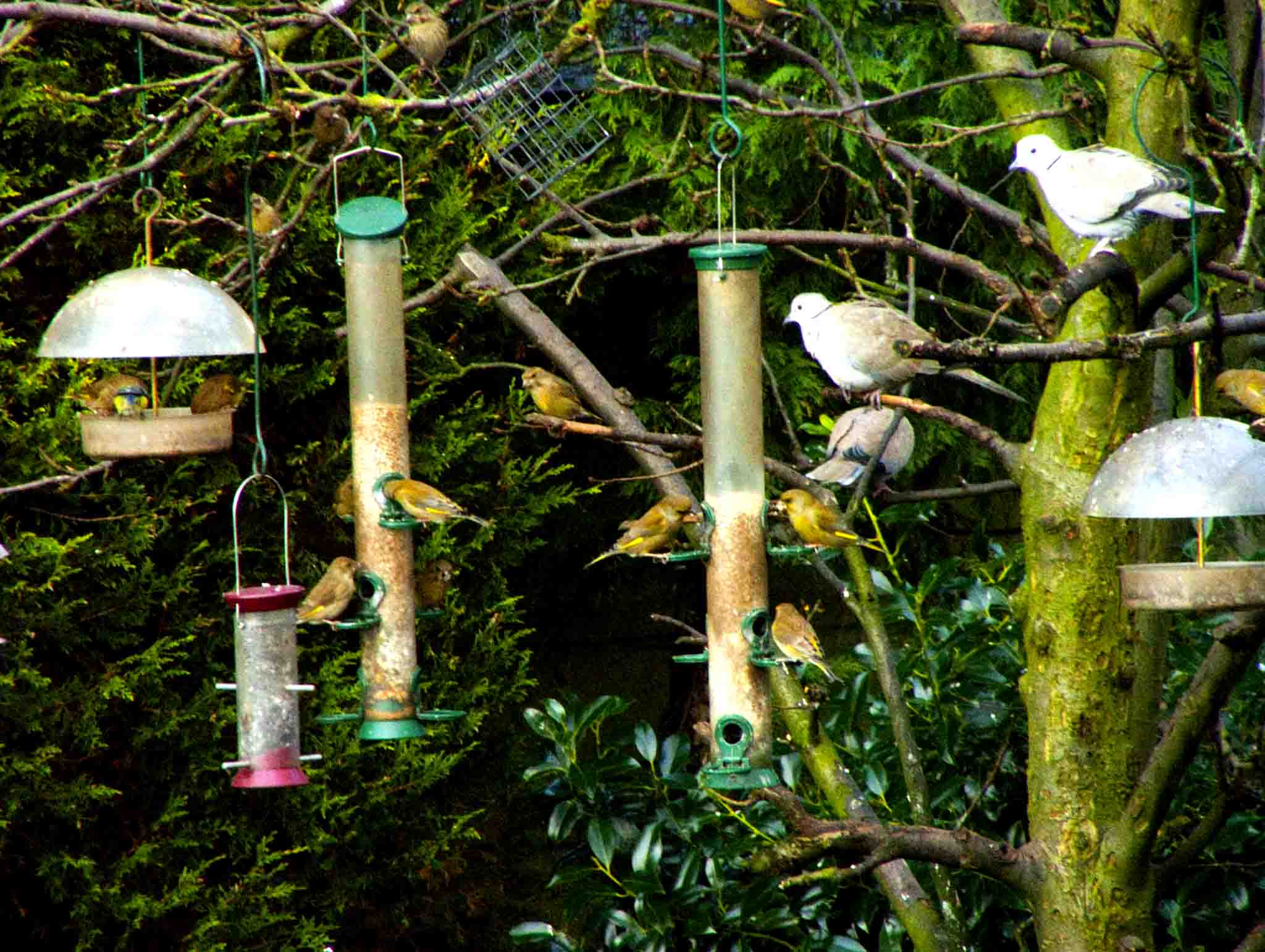 WHY AREN’T THERE ANY BIRDS COMING TO MY FEEDER? Wright's Feeds 'N Needs