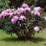 Peonies