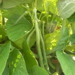 Blue-Lake-Bush-7-14-10