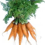 carrots
